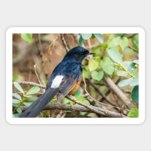 White-rumped shama Sticker